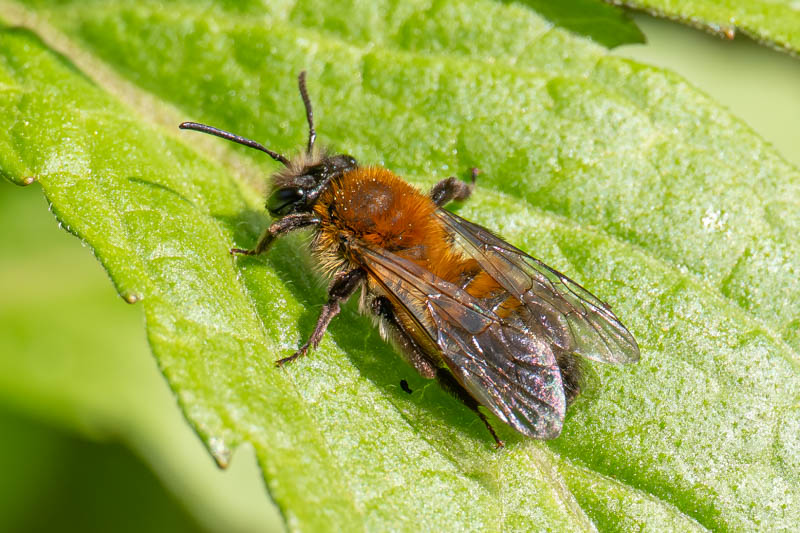 Andrena synadelpha (Broad-margined Mining Bee).jpg